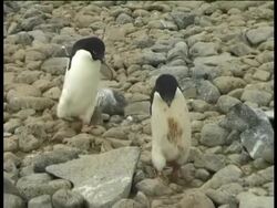 Two Adelie penguins (Pygoscelis adeliae) walking over stones, Paulet Island, Antarctic Peninsula, Antarctica Stock Footage