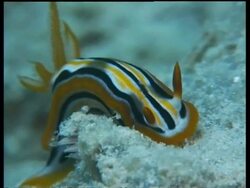 CU Sea Slug, C.annae, on reef, extending and retracting horn, Mabul, Borneo, Malaysia Stock Footage