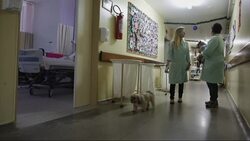Dogs provide therapy in Brazilian hospital Instructional Video