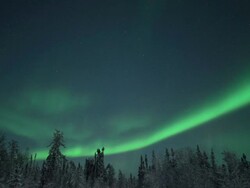 WS T/L View of strong aurora with frost covered trees / Yellowknife, Northwest Territories, Canada  Stock Footage