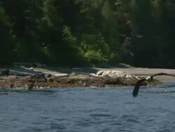 Eagle Fishing Stock Footage