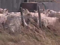 Sheep farm on Goose Green News Clip