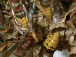 BCU Hornets (Vespa crabro) tending to larvae in hexagonal cells of nest, England Stock Footage