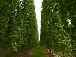 HD Hop garden tilt up Stock Footage