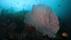 Beautiful Red Gorgonian Sea Fan undersea, Raja Ampat, Indonesia Stock Footage