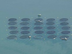 WS AERIAL ZI ZO View of Two Fish Farm in front of Island / Maine, United States Stock Footage