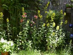 MS Yellow Lysimachia vulgaris and other flower flowering in garden / Landshut, Bavaria, Germany Stock Footage