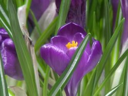 Crocus flower blooming Stock Footage