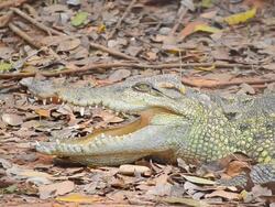 Crocodile Stock Footage