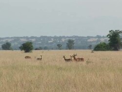 Deers in the savanna Stock Footage