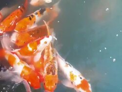koi fish pond Stock Footage