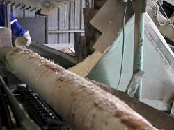 forestal industry Stock Footage