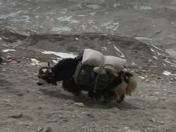 MS CS Colorful prayer flags blowing in  wind at Mt. Everest  / YamanouchiÂŒÃ¦, NaganoÂŒÃ¦, Japan Stock Footage