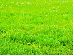 Green grass Stock Footage