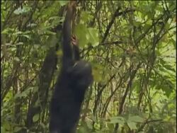 MS, Two young chimpanzees (Pan troglodytes) playing in forest, Gombe Stream National Park, Tanzania Stock Footage