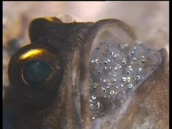 Gold Specs Jawfish with eggs in mouth, CU head in hole, Mabul, Borneo, Malaysia Stock Footage
