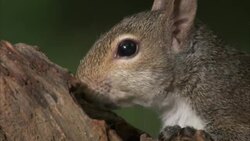 000053 Wild Appalachia Drive: Master Backup Stock Footage