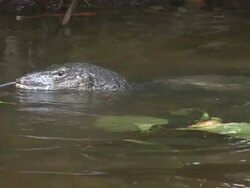 Swimming Iguana Stock Footage