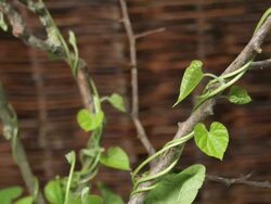 Medium Close Up static _ The vines of a morning glory wrap around stems and climb Stock Footage