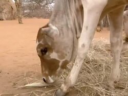 Cows graze by straw huts Stock Footage