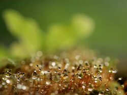 Fern and Lichens Stock Footage