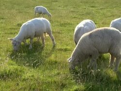 MS Shot of sheep's eating in salt meadows, North Sea North Frisia / Westerhever / Westerhever, Schleswig Holstein, Germany Stock Footage
