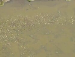 WS AERIAL TS ZO View of flying birds group / Werribee, Victoria, Australia Stock Footage