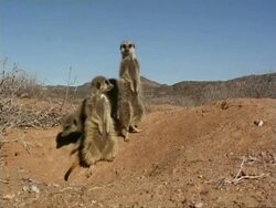 Four meerkats (Suricata suricatta) sit at burrow entrance, Namaqualand, South Africa Stock Footage