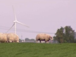 Sheeps grazing on grass, windmill in the background Stock Footage