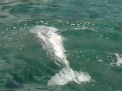 Beluga 7 - HD 1080/60i Stock Footage