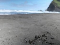 CU Shot of tiny sea crab moving in and out of hole carrying sand on black sand beach in Pololu Valley with ocean in distance / Waimea, Hawall, Big Island, United States Stock Footage