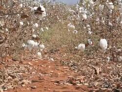 Cotton ball Stock Footage