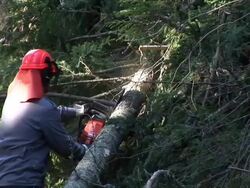 HD: Forester At Work Stock Footage