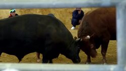 VOICED : Corridas de toros sin toreros News Clip