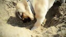 Pug dog playing Stock Footage