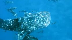Endangered Species Pelagic Whale Shark (Rhincodon types) swimming with Scuba Diver Underwater Photographer.  A perfect demonstration of primal instinctive animal behaviour. A symbiotic relationship that ensures their success and survival as a species. Stock Footage