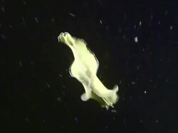 MS TS Flatworm free swimming / Lembeh strait, Sulawesi, Indonesia  Stock Footage