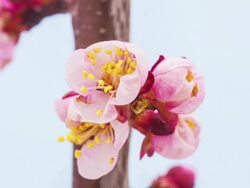 Apricot flower Stock Footage