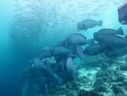 MS TS School of jacks fish swimming in front of bumphead parrotfish / Sipadan, Semporna, Tawau, Malaysia Stock Footage