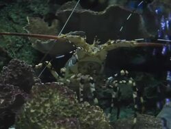 Spiny Live Lobster for cooking in market Stock Footage