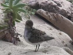 bird 2  1080i/60 Stock Footage