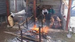 Branches from oaks as part of Orthodox Christmas celebrations News Clip