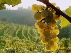 HD DOLLY: White Grapes In Vineyard Stock Footage