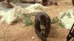 Gorillas returned to enclosure after three weeks in special flood tower Instructional Video