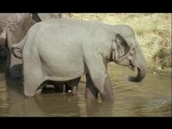 MCU Asian Elephant (Elephas maximus) spraying water on its body, Kolchi waterhole, India Stock Footage