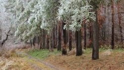 Icy forest. Stock Footage