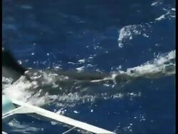 MS Great White Shark swimming just below surface, Guadalupe Island, Pacific Ocean Stock Footage