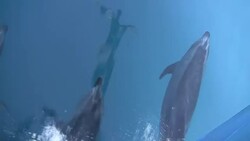 Pacific Bottlenose Dolphins Bow Riding Stock Footage