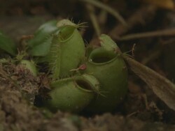 Nepenthes ampullaria pitcher plant Stock Footage