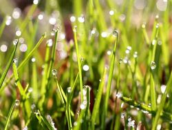 MS View of dewdrops on  grass  /  Kastel-Staadt, Rhineland-Palatinate, Germany  Stock Footage